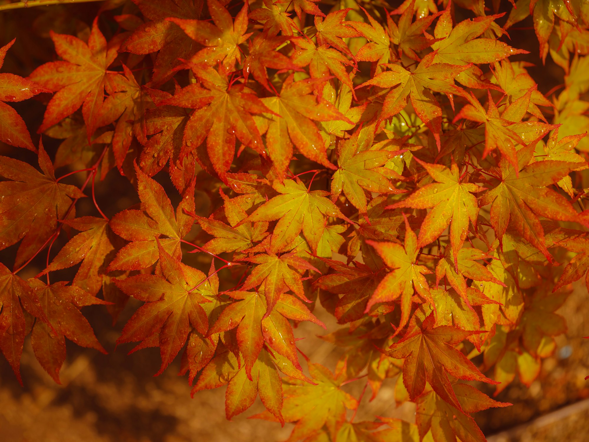 Beautiful autumn leaves that turned red