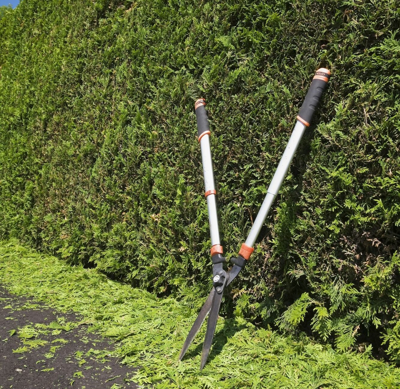 Clipped Thuja occidentalis - cedar tree hedge with garden shears and trimmings on black asphalt