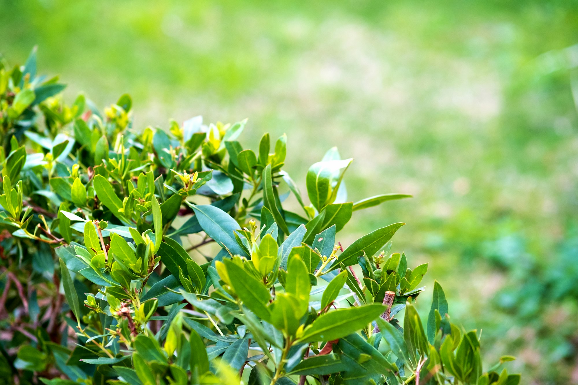 Closeup of fresh green surfase of hedge with vibrant green leaves growing in summer garden