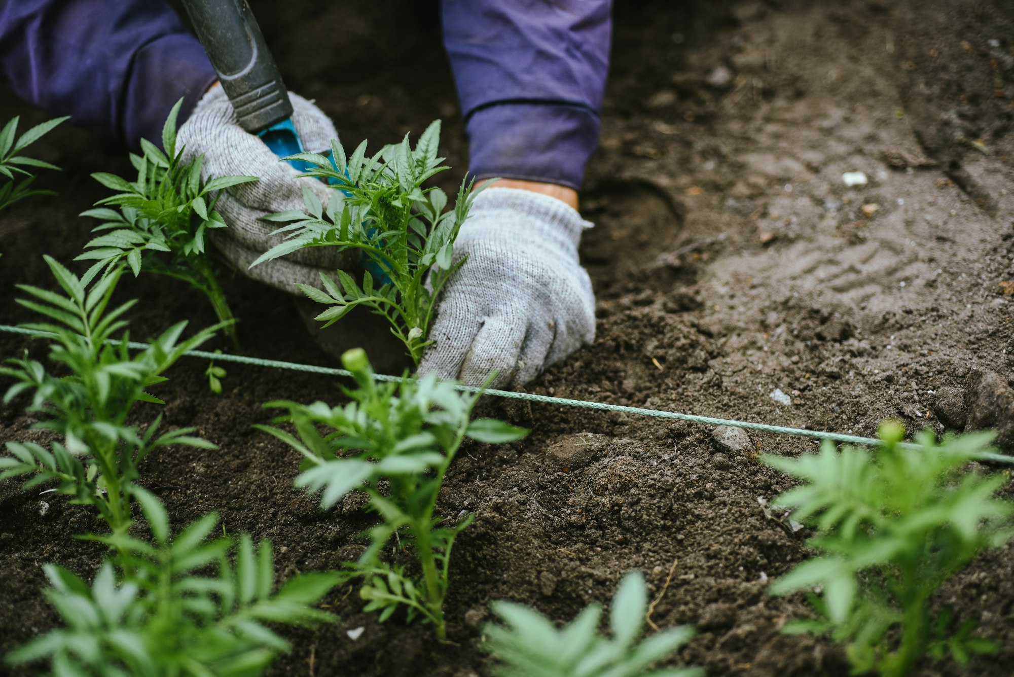 Gardener creates a landscape design by planting flower sprouts in flower beds