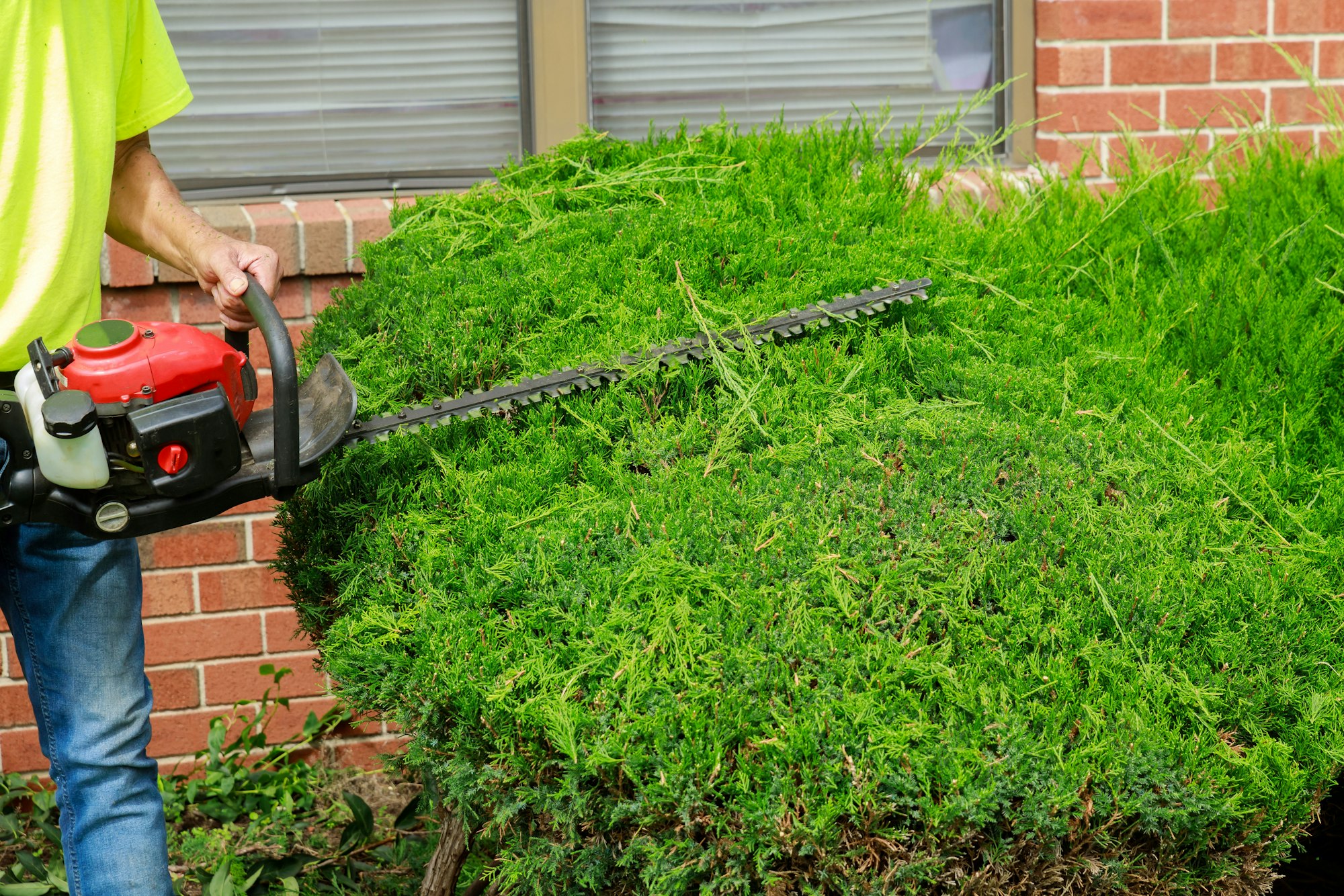 Seasonal pruning trees with pruning shears with cuts tree branches bushes