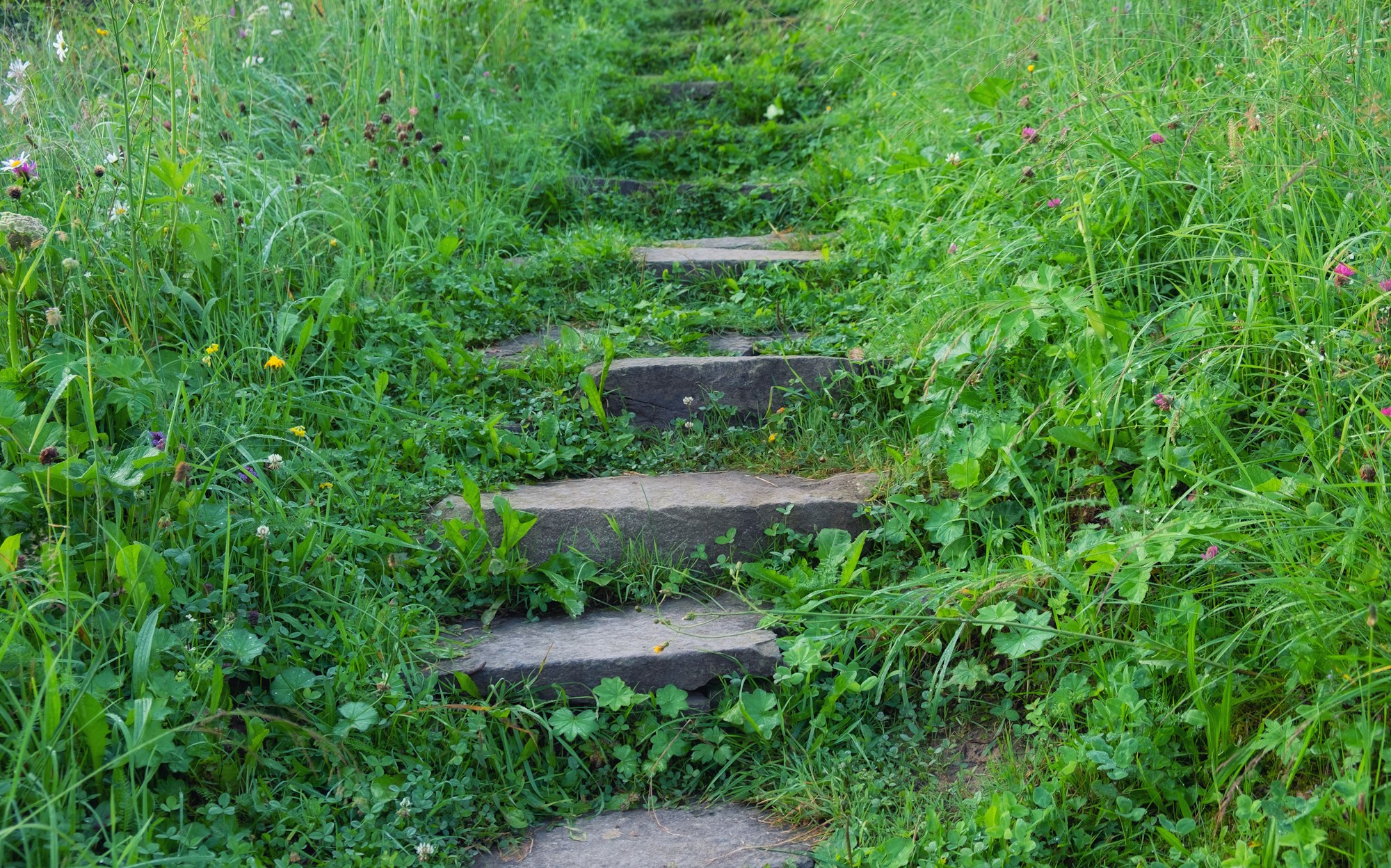 Stairs and grass in the garden. Design composition