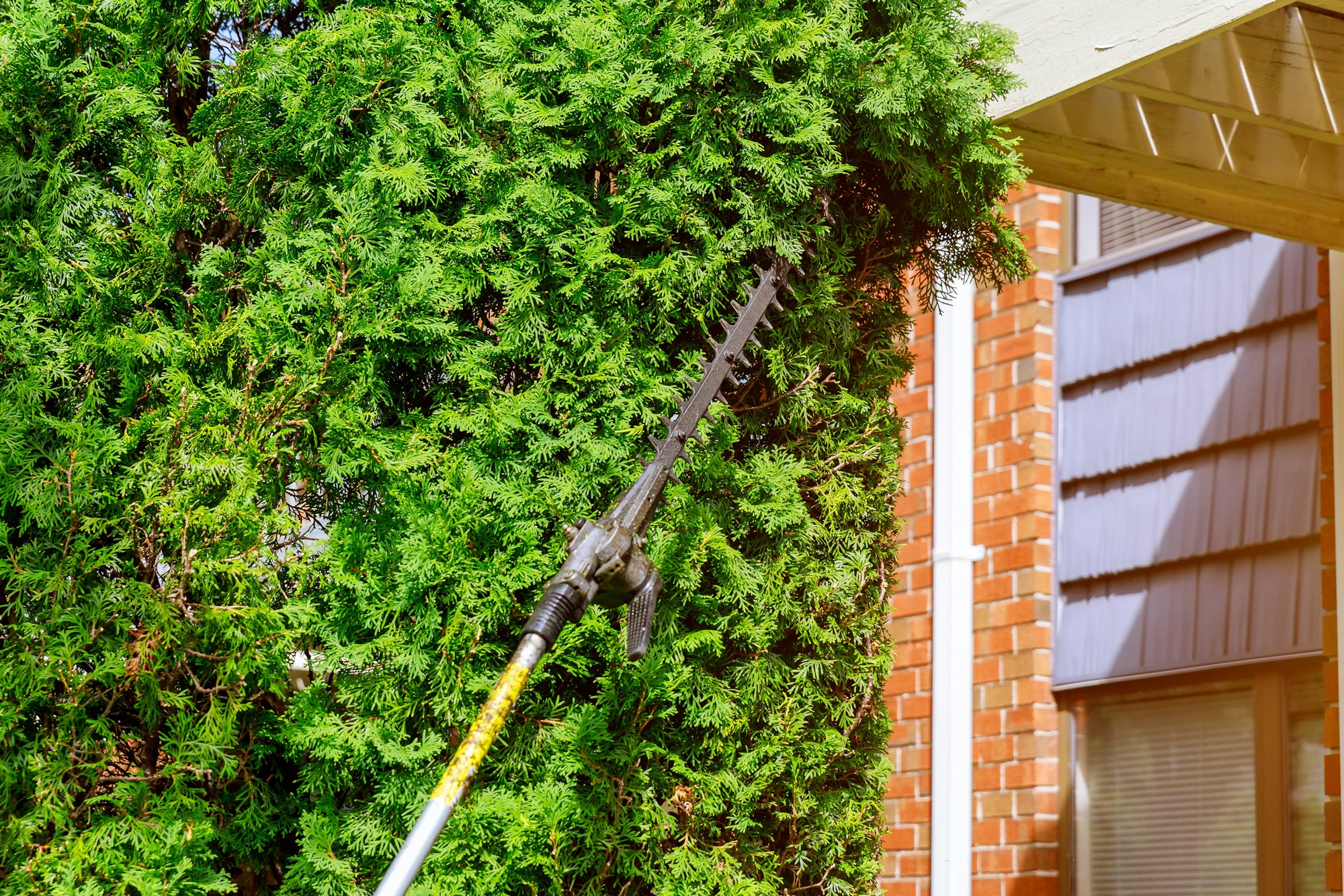 Using hedge trimmer to trim the bushes trimming plants in her garden